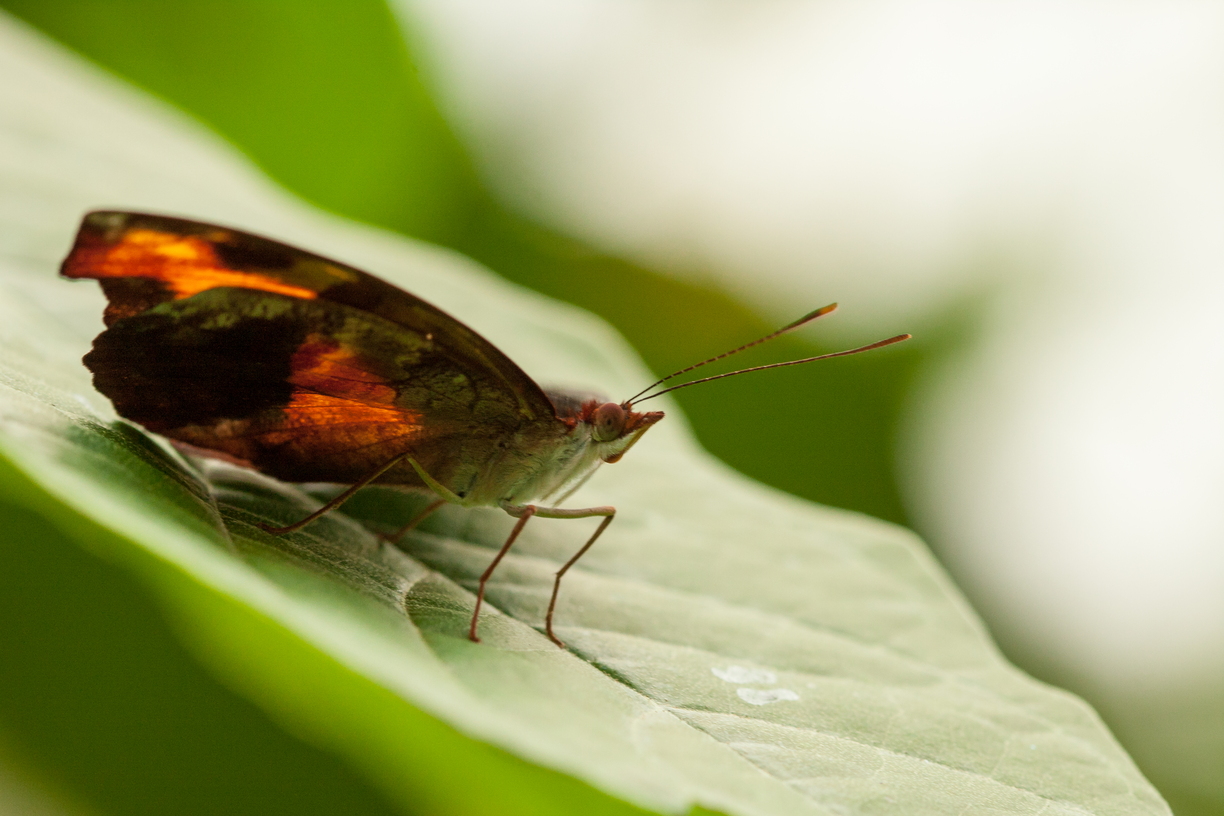 An owl waits in the darkness